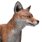 Gray Fox